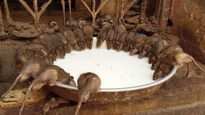 Karni Mata, el Templo de las ratas sagradas en India