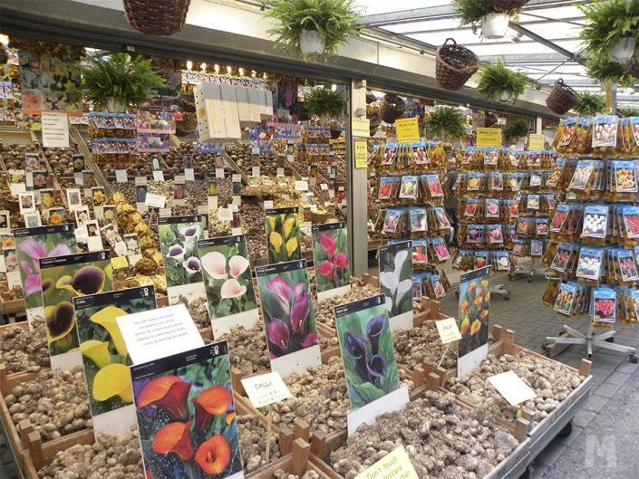 Ruta por los Países Bajos - El Mercado de las Flores , Ámsterdam
