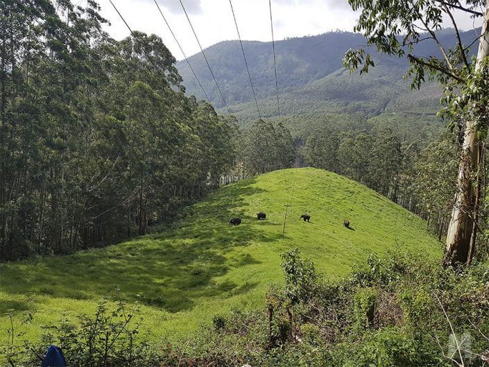 Qué ver en Munnar, India - Elephant Arrival Spot