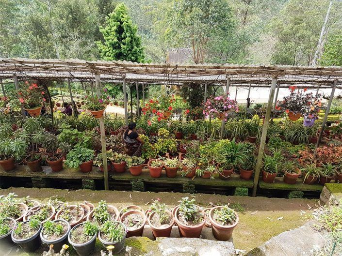 Qué ver en Munnar, India - Flower Garden