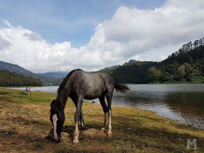 Qué ver en Munnar, India - Kundale Lake