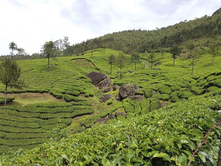 Qué ver en Munnar, India - Photo Point