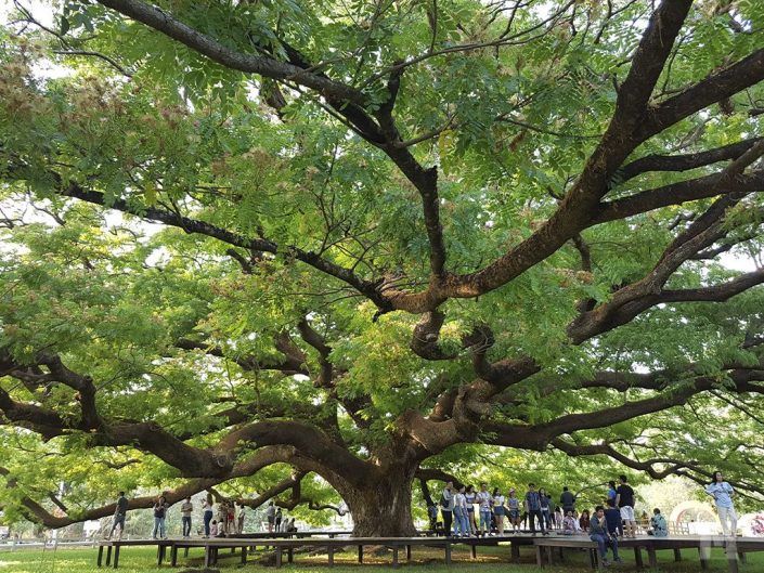 Qué ver en Kanchanaburi, Tailandia - Giant Monkey Pod Tree