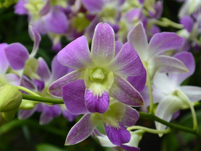 Jardín Botánico de Singapur