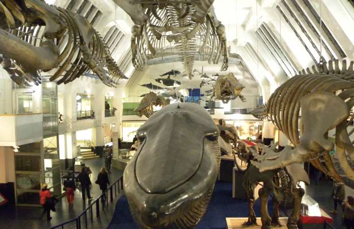 Museo de Historia Natural - Mejores museos de Londres 