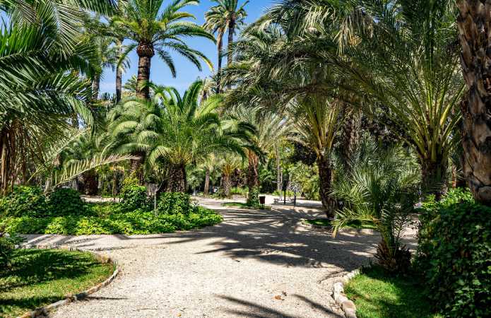 Qué visitar en Elche en un día - Palmeral de Elche